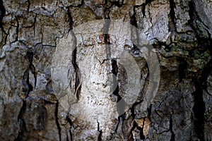 Sycamore Tree Bark, Selective Focus, Abstract Nature Background Motive