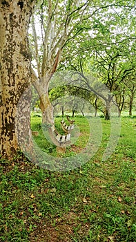 Sycamore tree and benches in the park