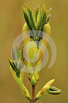 Sycamore tree buds (Acer pseudoplatanus) photo