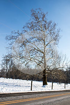 Sycamore Tree and Fence in Winter