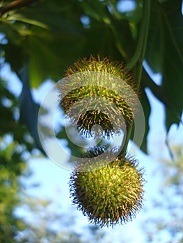 Sycamore-tree fruits