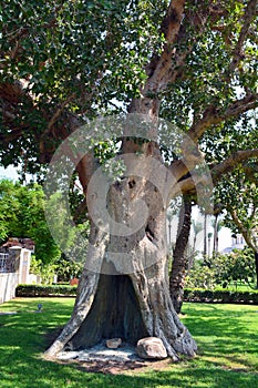 Sycamore Tree in Jericho photo