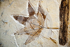 Sycamore tree leaf fossil