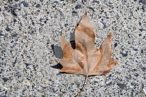 Sycamore tree leaf on ground