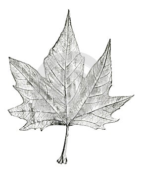 Sycamore tree leaf hand drawn, black and white lead pencil drawing