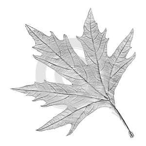 Sycamore tree leaf hand drawn, black and white lead pencil drawing