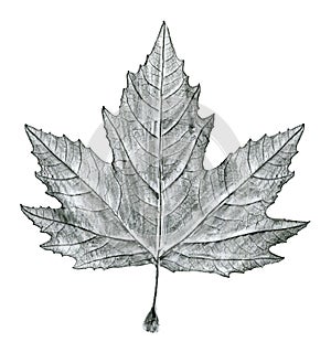 Sycamore tree leaf hand drawn, black and white lead pencil drawing