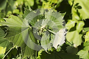 Sycamore Tree Leaves - Platanus occidentalis