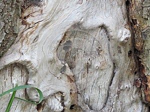 sycamore tree old tree