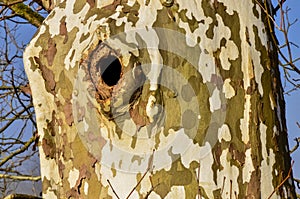 Sycamore tree, Plane tree background. The trunk of a thick tree, from which the old bark falls off. Ohio USA