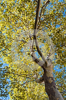 Sycamore tree photo