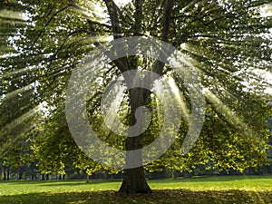 Sycamore Tree in the Sun