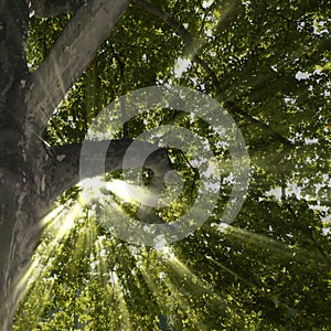 Sycamore Tree and Sun Rays
