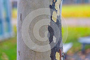 Sycamore Tree Trunk with Mottled Bark