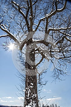 Sycamore Tree in Winter