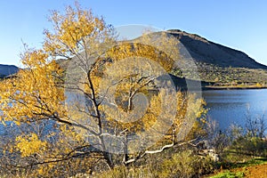 Sycamore Tree with Yellow Leafs, Scenic Lake Hodges and Bernardo Mountain photo