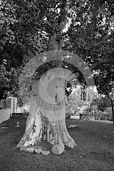 The Sycamore Tree `Zacchaeus` Jesus