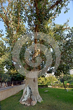 The Sycamore Tree `Zacchaeus`