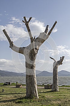 Sycamore trees at Lake Trasimeno