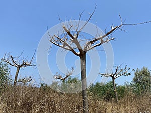 Sycamore trees without leaves Intresting colorful bark structure on blue sky background.