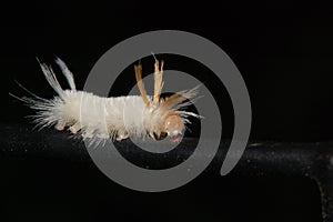 Sycamore Tussock Moth