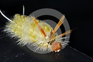 Sycamore Tussock Moth Caterpillar