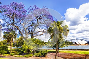 Syd Park Jacaranda All tree