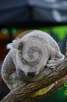Sydney Aquarium & Wild Life - Koala 2