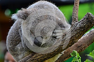 Sydney Aquarium & Wild Life - Koala
