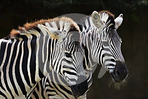 Two Zebras At Taronga Zoo