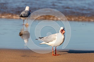Sydney, Australia - Silver Gull Chroicocephalus novaehollandiae with Mouth Wide Open on a Beach in Sydney