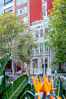 Sydney, Australia - Street View with House Fronts in Downtown Sydney photo