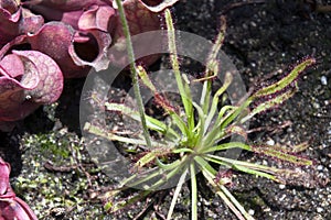 Sydney Australia, sundew plant with sticky mucilage to catch insects