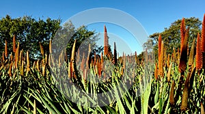 Sydney Botanical Garden