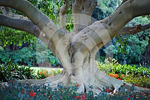 Sydney Botanical Gardens