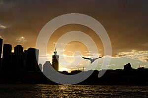 Sydney city skyline silhouette at sunset.