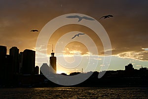 Sydney city skyline silhouette at sunset.