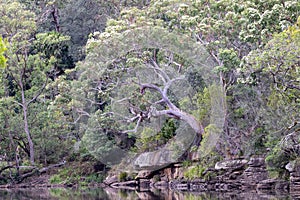 Sydney Red Gum in flowe