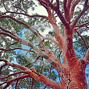 Sydney Red Gum tree Angophora costata