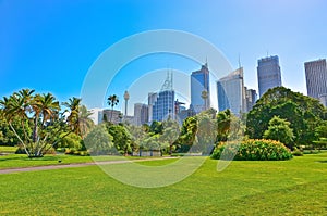 Sydney skyline from Royal Botanic Gardens in Sydney