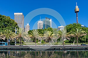 Sydney skyline on summer day with palmtrees