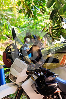 Sykes' monkey (Cercopithecus albogularis), also known as white-throated monkey or Samango monkey