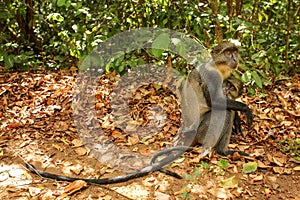 Sykes` monkey  Cercopithecus albogularis  - mother and baby sitting on ground, green bushes in background, Gede, Kenya