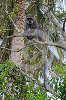 Zanzibar Sykes` monkey Cercopithecus albogularis