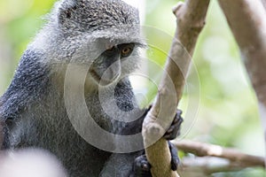 Sykes monkey Holding onto tree branch