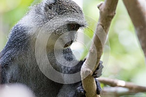 Sykes monkey Holding onto tree branch