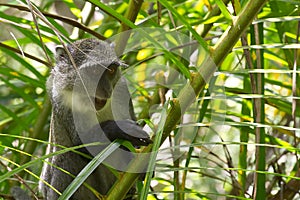 Sykes monkey in Jozani forest, Zanzibar, Tanzania