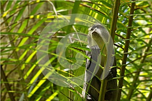 Sykes monkey in Jozani forest, Zanzibar, Tanzania