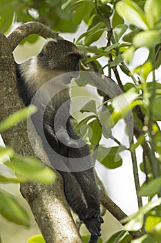 Sykes` monkey relaxing and yawning in a tree.
