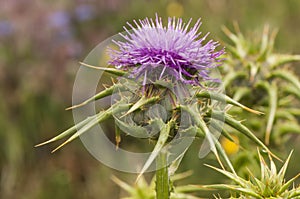 Sylibum marianum large thistle and huge puas very common in the Iberian Peninsula photo